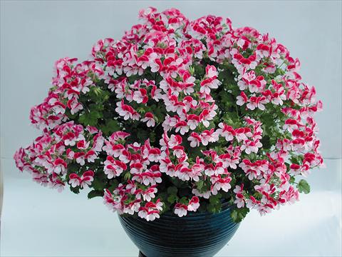 foto van een variëteit aan bloemen, te gebruiken als: Pot Pelargonium grandiflorum pac® Angeleyes® Bicolor