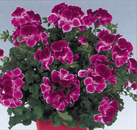 foto van een variëteit aan bloemen, te gebruiken als: Pot Pelargonium grandiflorum pac® Angeleyes® Burgundy