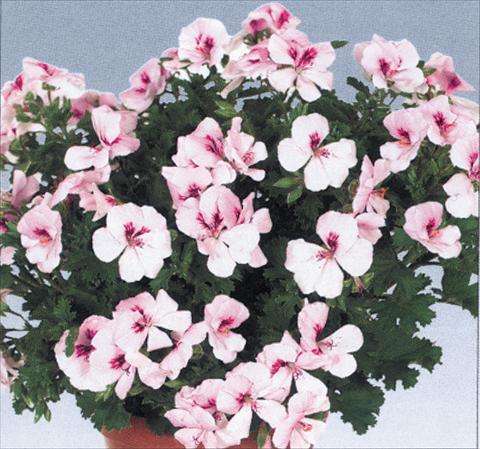 foto van een variëteit aan bloemen, te gebruiken als: Pot Pelargonium grandiflorum pac® Angeleyes® Light