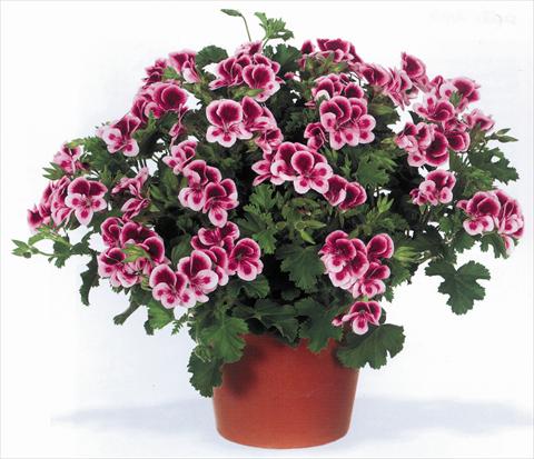 foto van een variëteit aan bloemen, te gebruiken als: Pot Pelargonium grandiflorum pac® Angeleyes® Randy