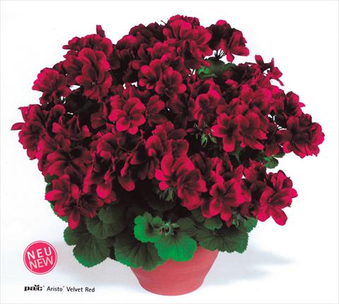 foto van een variëteit aan bloemen, te gebruiken als: Pot - en perkplant Pelargonium grandiflorum pac® Aristo® Velvet Red