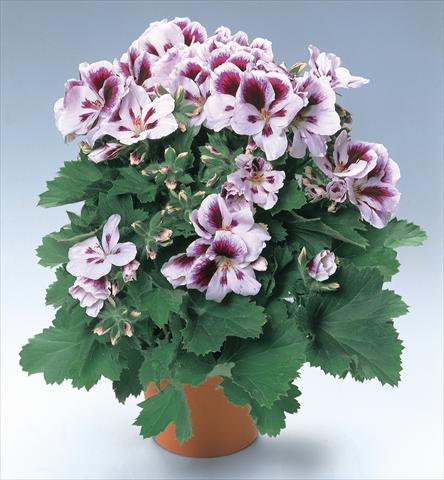 foto van een variëteit aan bloemen, te gebruiken als: Pot - en perkplant Pelargonium grandiflorum pac® Aristo® Clara Shumann