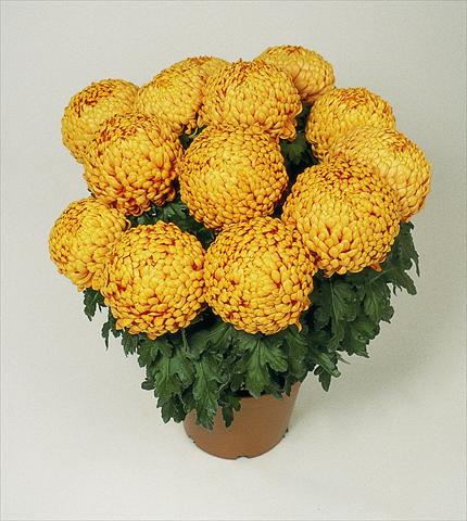 foto van een variëteit aan bloemen, te gebruiken als: Pot Chrysanthemum Polochon