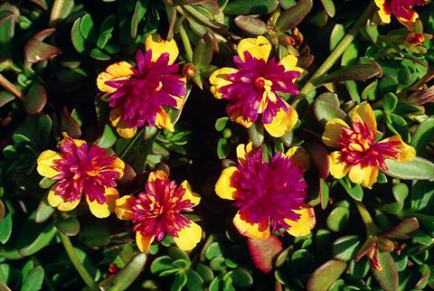 foto van een variëteit aan bloemen, te gebruiken als: Perkplant, potplant of korfplant Portulaca Sun Bicolour