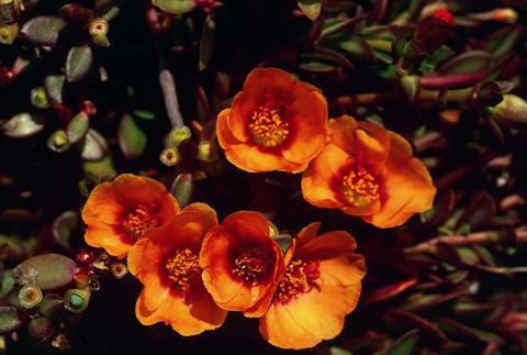 foto van een variëteit aan bloemen, te gebruiken als: Perkplant, potplant of korfplant Portulaca Orange
