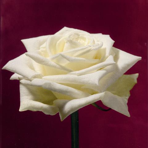 foto van een variëteit aan bloemen, te gebruiken als: Snijbloemen Rosa Tea Boeing