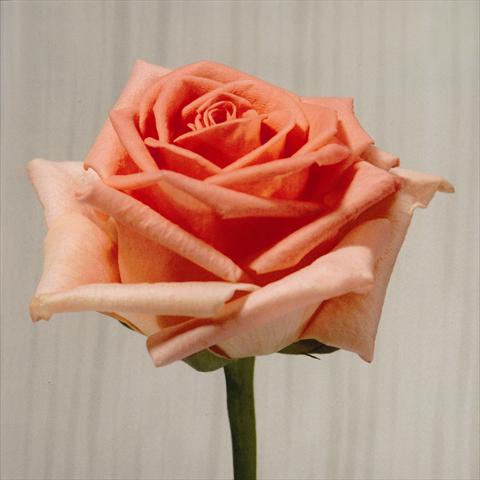 foto van een variëteit aan bloemen, te gebruiken als: Snijbloemen Rosa Tea Homerun