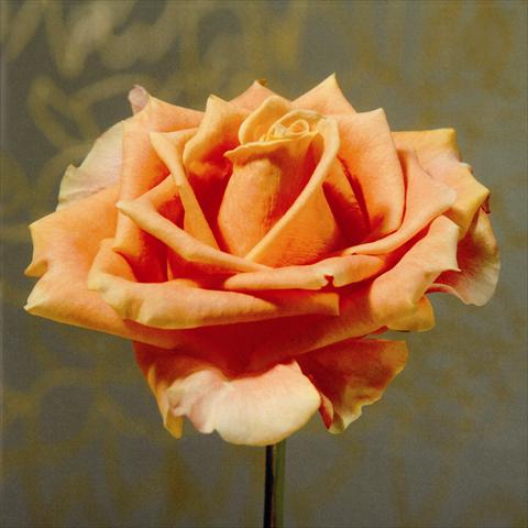 foto van een variëteit aan bloemen, te gebruiken als: Snijbloemen Rosa Tea Passoa