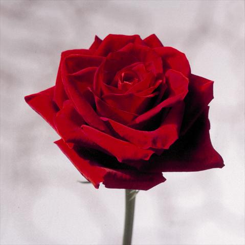 foto van een variëteit aan bloemen, te gebruiken als: Snijbloemen Rosa Tea Red Champ