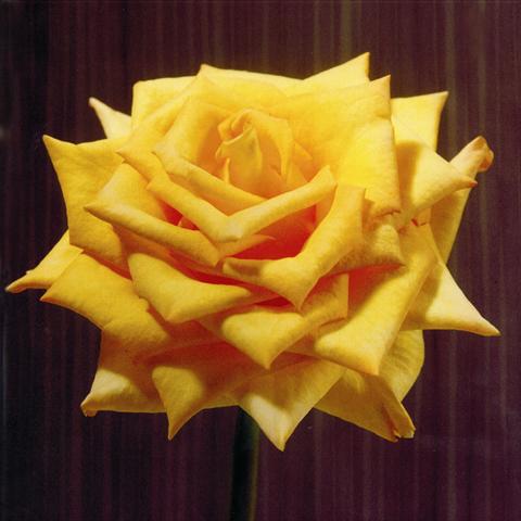 foto van een variëteit aan bloemen, te gebruiken als: Snijbloemen Rosa Tea Wisdom