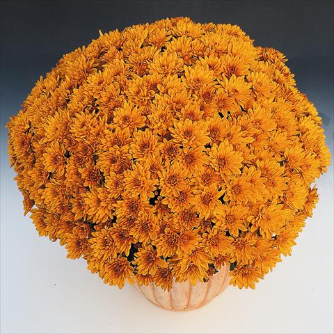 foto van een variëteit aan bloemen, te gebruiken als: Pot - en perkplant Chrysanthemum Soda Cognac
