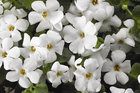foto van een variëteit aan bloemen, te gebruiken als: Perkplant, potplant of korfplant Bacopa (Sutera cordata) Jumbo White