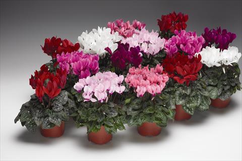foto van een variëteit aan bloemen, te gebruiken als: Korf / Pot Cyclamen persicum  Zanetto F1