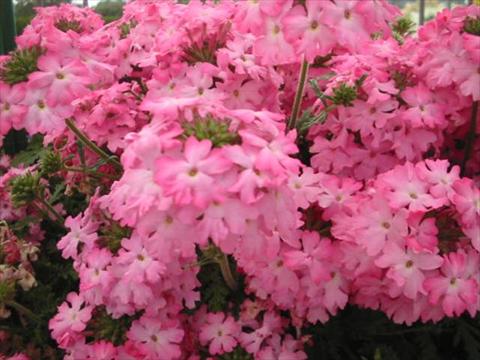 foto van een variëteit aan bloemen, te gebruiken als: Potplant, perkplant, patioplant, korfplant Verbena Magelana Pink Swirl