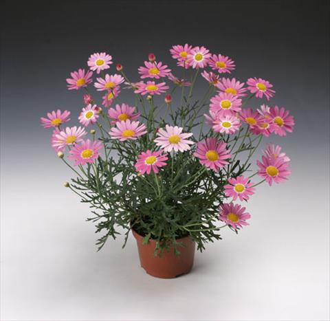 foto van een variëteit aan bloemen, te gebruiken als: Pot - en perkplant Argyranthemum frutescens Molimba® Maggy Rose single