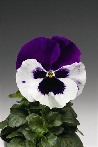foto van een variëteit aan bloemen, te gebruiken als: Perkplant / Borders Viola wittrockiana Colossus F1 White with Purple Wing