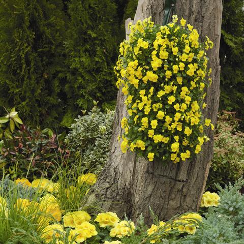foto van een variëteit aan bloemen, te gebruiken als: Korf / Pot Viola cornuta Endurio F1 Pure Yellow