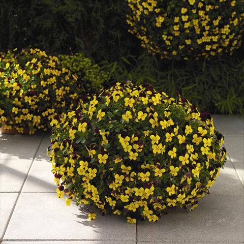 foto van een variëteit aan bloemen, te gebruiken als: Korf / Pot Viola cornuta Endurio F1 Yellow With Red Wing