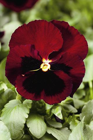 foto van een variëteit aan bloemen, te gebruiken als: Perkplant / Borders Viola wittrockiana Colossus F1 Red with Blotch