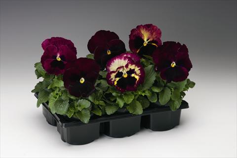 foto van een variëteit aan bloemen, te gebruiken als: Perkplant / Borders Viola wittrockiana Colossus F1 Rose Medley