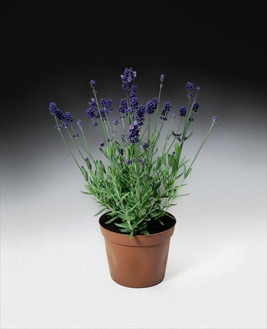 foto van een variëteit aan bloemen, te gebruiken als: Perkplant / Borders Lavandula angustifolia Blue Scent TM