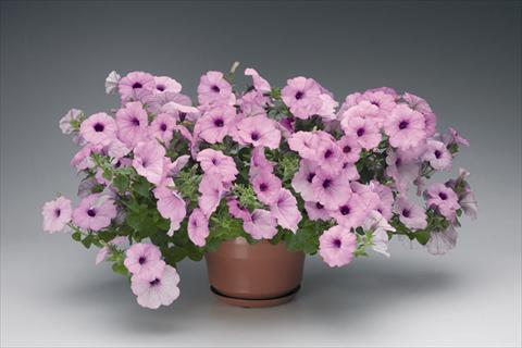 foto van een variëteit aan bloemen, te gebruiken als: Korf / Pot Petunia grandiflora Plush