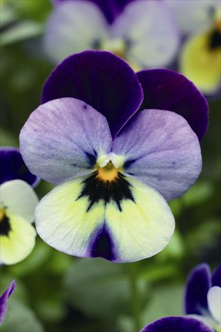foto van een variëteit aan bloemen, te gebruiken als: Korf / Pot Viola cornuta Endurio F1 Blue Yellow With Purple Wing