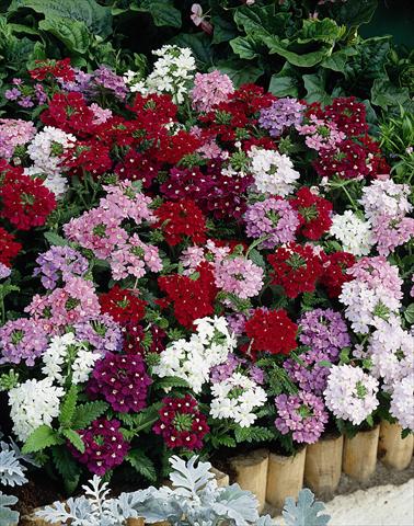 foto van een variëteit aan bloemen, te gebruiken als: Perkplant, potplant of korfplant Verbena Obsession® Mix