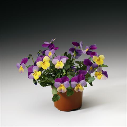 foto van een variëteit aan bloemen, te gebruiken als: Korf / Pot Viola cornuta Endurio F1 Yellow With Violet Wing