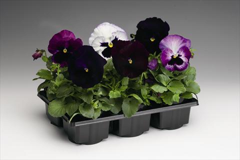 foto van een variëteit aan bloemen, te gebruiken als: Perkplant / Borders Viola wittrockiana Colossus F1 Lavender Medley