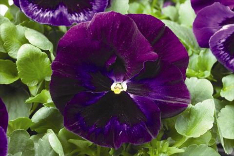 foto van een variëteit aan bloemen, te gebruiken als: Perkplant / Borders Viola wittrockiana Colossus F1 Neon Violet