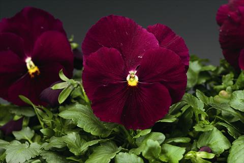 foto van een variëteit aan bloemen, te gebruiken als: Perkplant / Borders Viola wittrockiana Colossus F1 Pure Rose