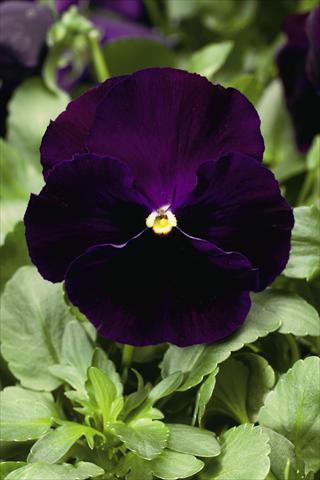 foto van een variëteit aan bloemen, te gebruiken als: Perkplant / Borders Viola wittrockiana Colossus F1 Purple with Blotch