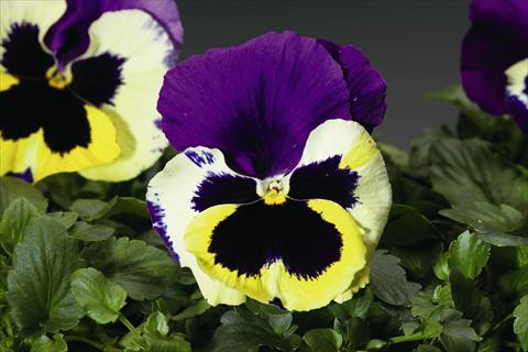 foto van een variëteit aan bloemen, te gebruiken als: Perkplant / Borders Viola wittrockiana Colossus F1 Tricolor