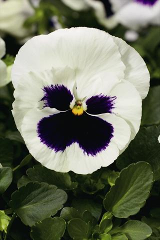 foto van een variëteit aan bloemen, te gebruiken als: Perkplant / Borders Viola wittrockiana Colossus F1 White with Blotch