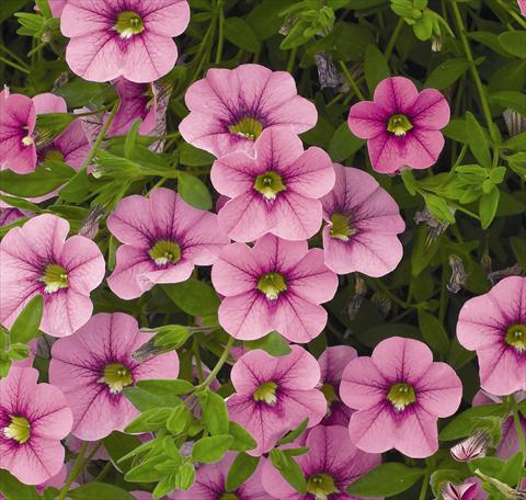 foto van een variëteit aan bloemen, te gebruiken als: Korf / Pot Calibrachoa Carillon Lilac Pink