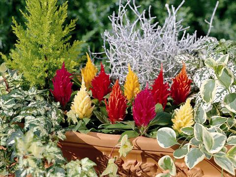 foto van een variëteit aan bloemen, te gebruiken als: Potplant, perkplant, patioplant Celosia plumosa Yukata Mix