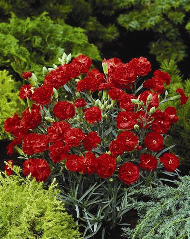 foto van een variëteit aan bloemen, te gebruiken als: Perkplant / Borders Dianthus caryophyllus Can Can Scarlet