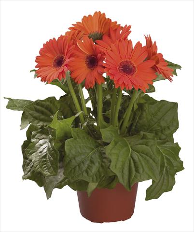 foto van een variëteit aan bloemen, te gebruiken als: Snijbloemen Gerbera jamesonii Festival Orange F1