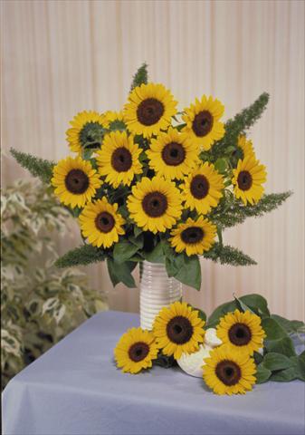 foto van een variëteit aan bloemen, te gebruiken als: Snijbloemen Helianthus annuus Sunbright Supreme