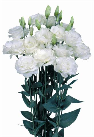 foto van een variëteit aan bloemen, te gebruiken als: Snijbloemen Lisianthus (Eustoma grandiflorum) Mariachi® Pure White