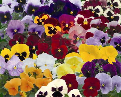 foto van een variëteit aan bloemen, te gebruiken als: Pot - en perkplant Viola wittrockiana Dynamite Mix