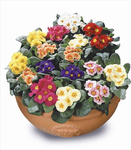 foto van een variëteit aan bloemen, te gebruiken als: Perkplant / Borders Primula acaulis, veris, vulgaris Daniella Mix