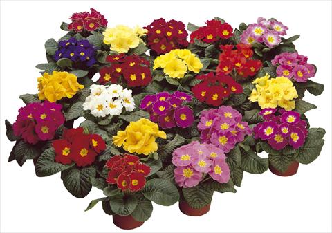 foto van een variëteit aan bloemen, te gebruiken als: Pot - en perkplant Primula acaulis, veris, vulgaris Danova Mix