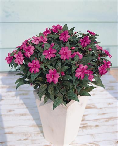foto van een variëteit aan bloemen, te gebruiken als: Potplant, perkplant, patioplant Impatiens N. Guinea SunPatiens® Lavender