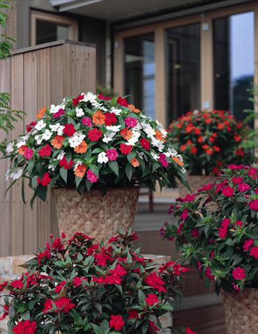 foto van een variëteit aan bloemen, te gebruiken als: Perkplant / Borders Impatiens N. Guinea SunPatiens® series