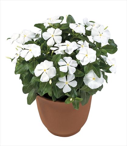 foto van een variëteit aan bloemen, te gebruiken als: Potplant, perkplant, patioplant Catharanthus roseus - Vinca Victory Pure White