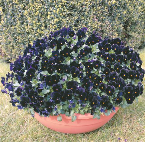 foto van een variëteit aan bloemen, te gebruiken als: Perkplant / Borders Viola cornuta Venus Black
