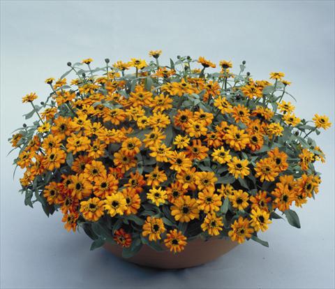 foto van een variëteit aan bloemen, te gebruiken als: Potplant, perkplant, patioplant Zinnia hybrida Profusion Orange