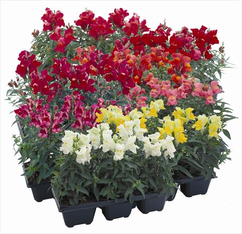 foto van een variëteit aan bloemen, te gebruiken als: Perkplant / Borders Antirrhinum majus Floral Showers Mix